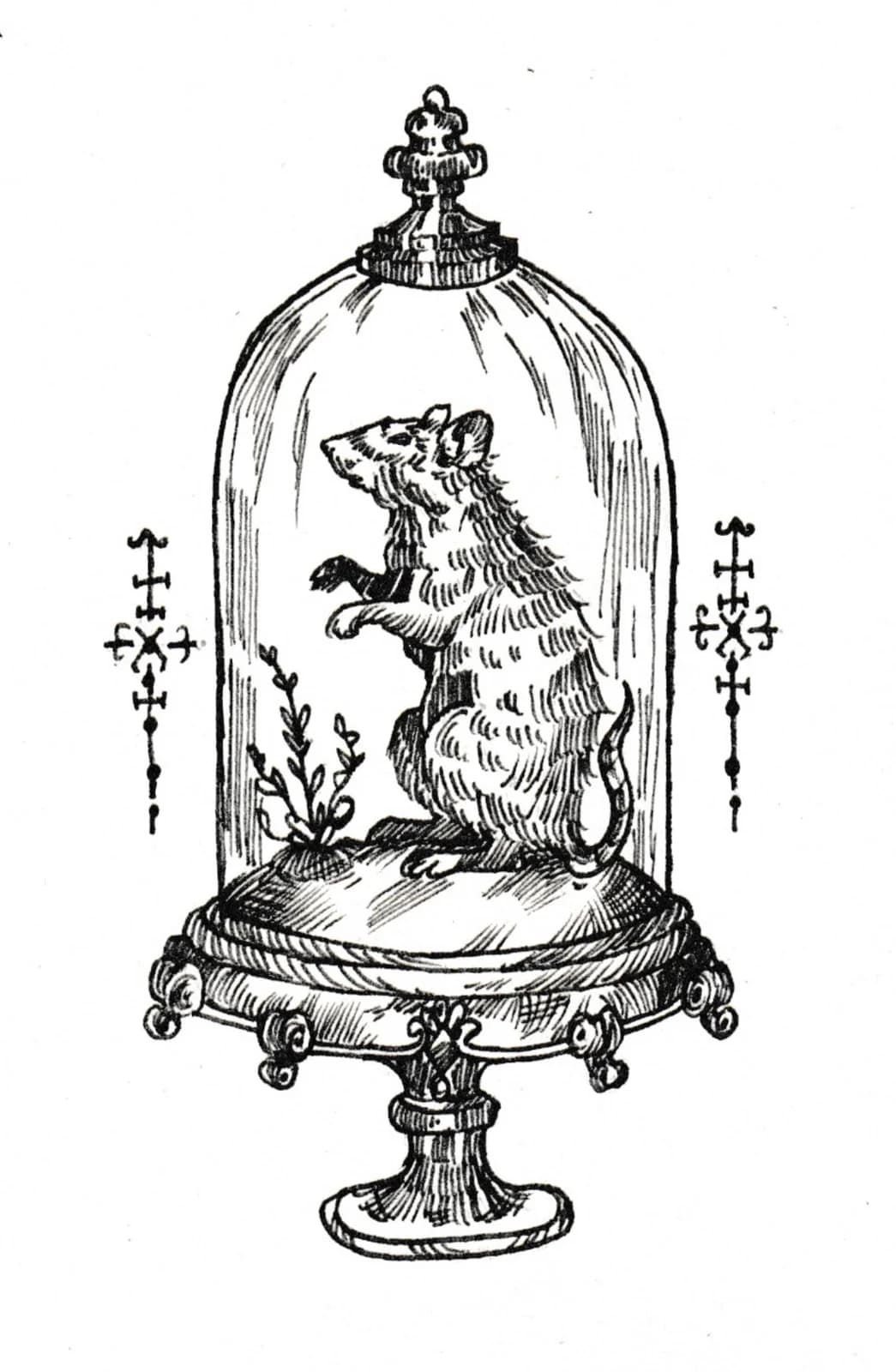 Rat, vue du dessin numérisé