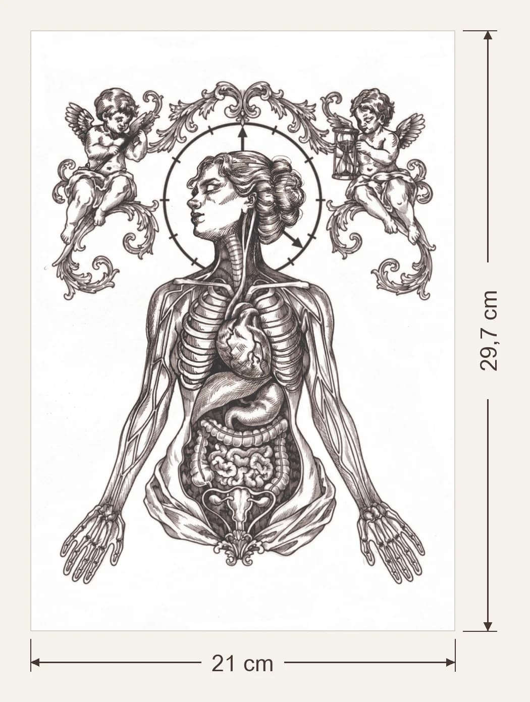 Anatomie, dimensions du support : 21 × 29,7 cm, flèches de largeur et de hauteur