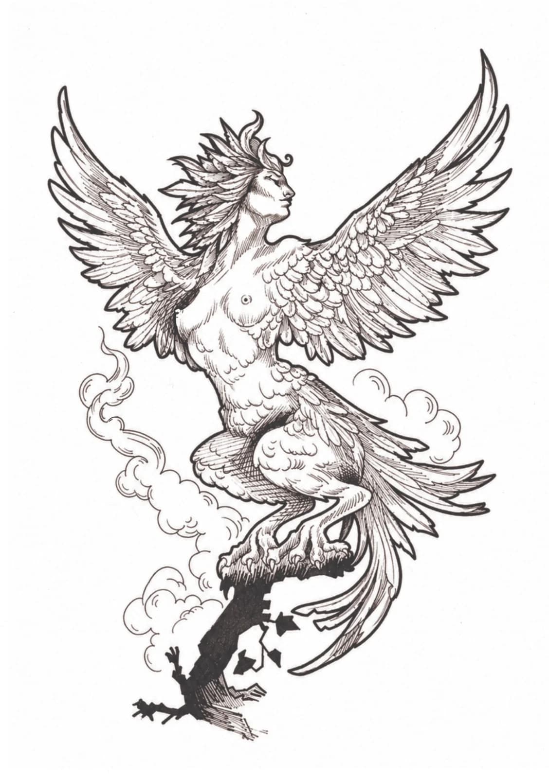 Harpie, vue du dessin numérisé