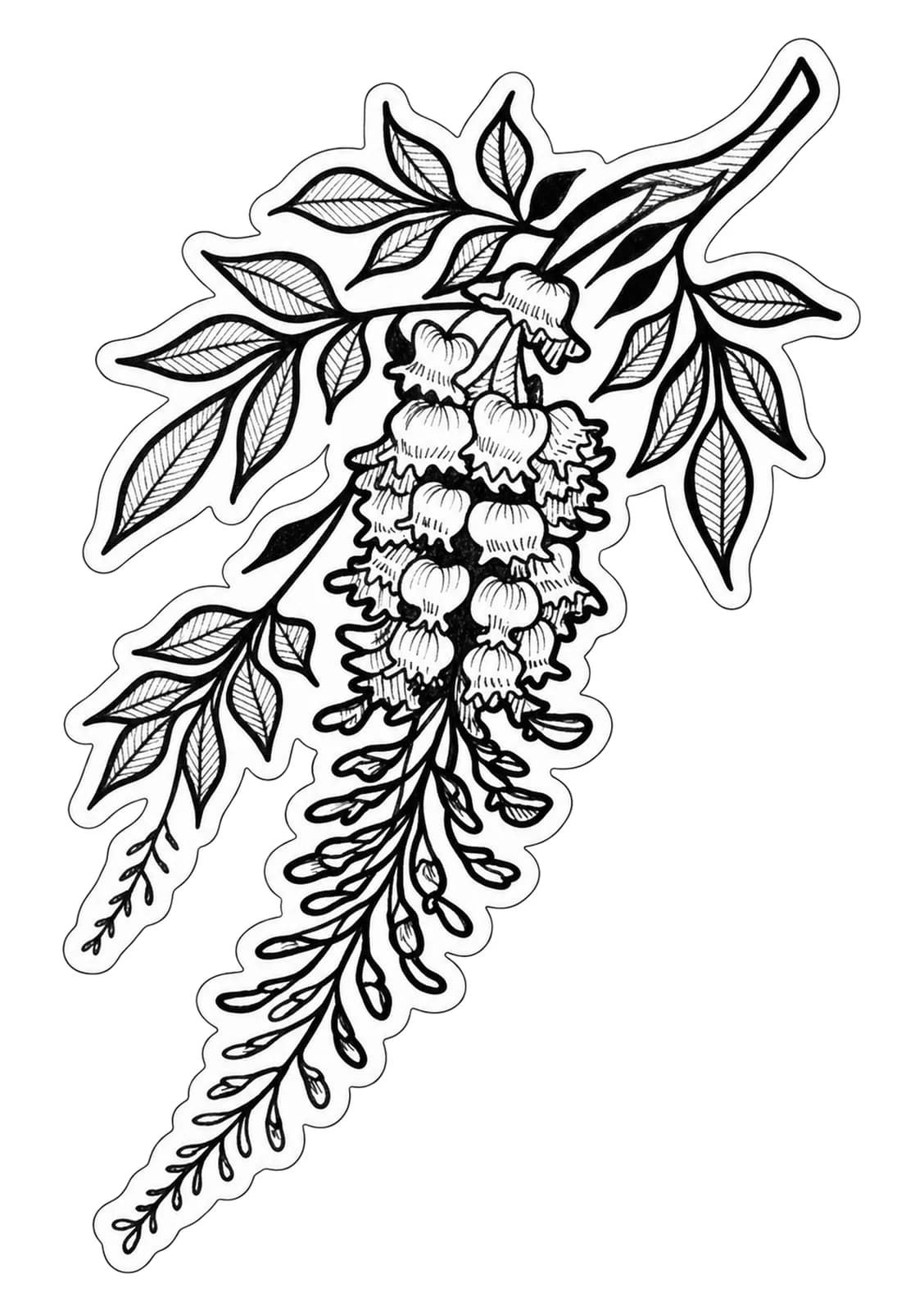 Glycine, vue du dessin numérisé