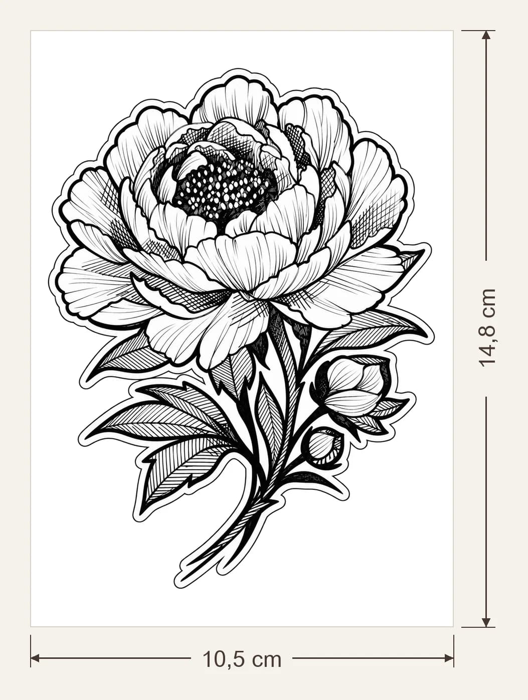 Pivoine, dimensions du support : 10,5 × 14,8 cm, flèches de largeur et de hauteur